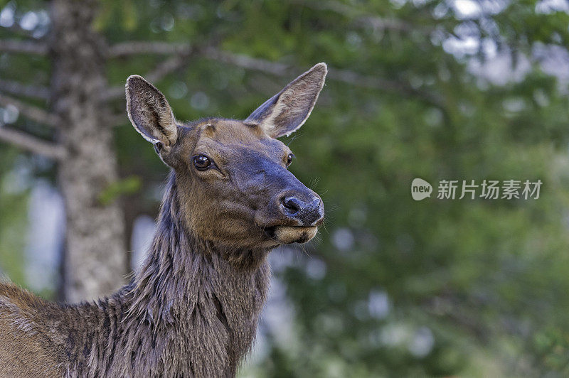 麋鹿(Cervus canadensis)是麋鹿科或鹿科最大的物种之一。黄石国家公园，怀俄明州。
